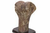 Hadrosaur (Edmontosaurus) Femur End (Distal) - Montana #206430-3